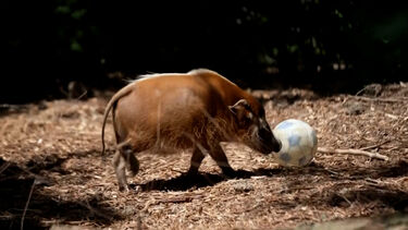 Animais do jardim zoológico de Brookfield 'preparam-se' para o Mundial de futebol
