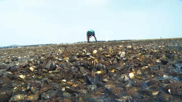 Apanha ilegal de amêijoa no Tejo persiste apesar de diminuição da atividade