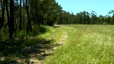 Homem encontrado morto em pinhal em Montemor-o-Velho terá sido vítima de drogas