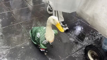 Pato Merlin, conhecido no México, torna-se na mascote viral do Mundial 2026