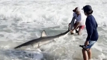 O momento em que pescador liberta tubarão-branco após capturá-lo acidentalmente nos EUA 