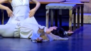 Gato invade palco e torna-se o protagonista inesperado de “Romeu e Julieta”   
