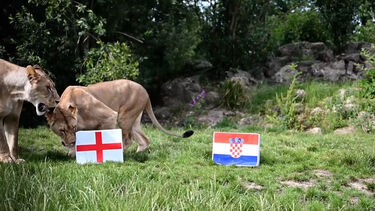 Qual a sorte de Inglaterra na fase de grupos do Mundial 2026? Estes leões já fizeram as suas apostas 