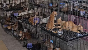 Polícia vietnamita desmantela rede que traficava carne de gato e resgata mais de 400 animais 