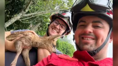 Veado bebé resgatado de poço pelos bombeiros em Coimbra