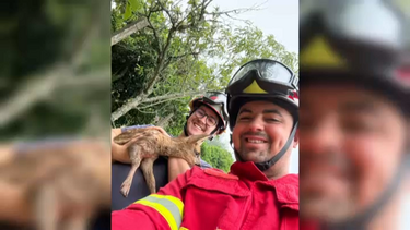 Veado bebé resgatado de poço pelos bombeiros em Coimbra