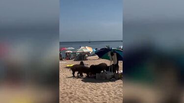Um grupo de javalis invadiu este domingo a praia do Portinho da Arrábida