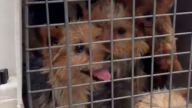 IRA pede ajuda nas redes sociais para quem possa acolher cães resgatados de "fábrica de animais" por maus-tratos