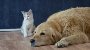 Como proteger o seu animal de estimação do calor extremo 