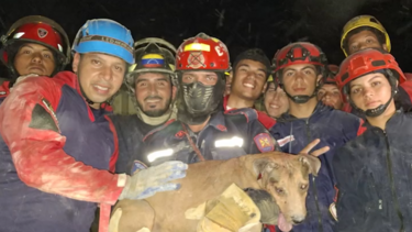 Cão encontrado vivo entre os escombros é resgatado por bombeiros após sismos na Venezuela 