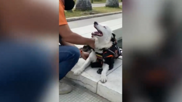 Cão de busca e salvamento já localizou 12 pessoas com vida após sismos na Venezuela