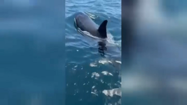 Orcas 'apanhadas' a nadar perto de barco em Sesimbra