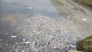 Milhares de peixes encontrados mortos na Ria Formosa