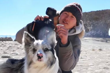 O triste fim de Chutou. Border Collie com 1,5 milhões de seguidores desaparece e reacende debate sobre proteção animal