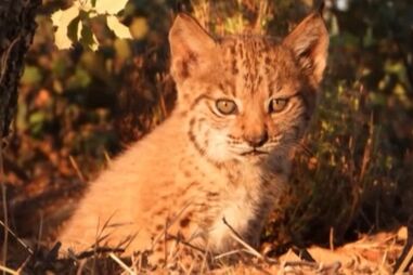 Lince Ibérico