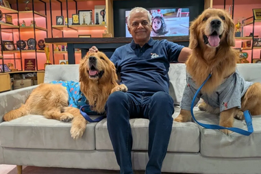 Será este o melhor sítio para trabalhar? Nestlé Índia nomeia dois Golden Retrievers como "Chief Happiness Officers"