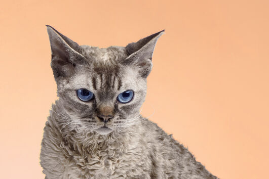 À procura de um gato compacto? Conheça 5 das raças mais pequenas do planeta