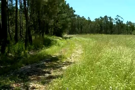 Homem encontrado morto em pinhal em Montemor-o-Velho terá sido vítima de drogas