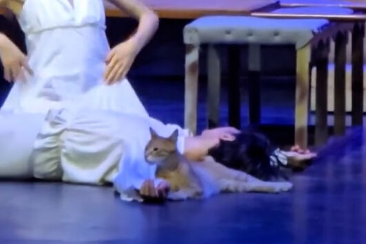 Gato invade palco e torna-se o protagonista inesperado de “Romeu e Julieta”   