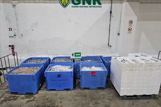 Multas pela apanha de peixe abaixo do limite legal podem chegar aos 125 mil euros.