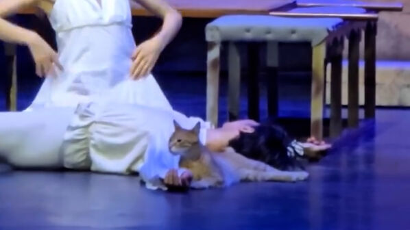 Gato invade palco e torna-se o protagonista inesperado de “Romeu e Julieta”   