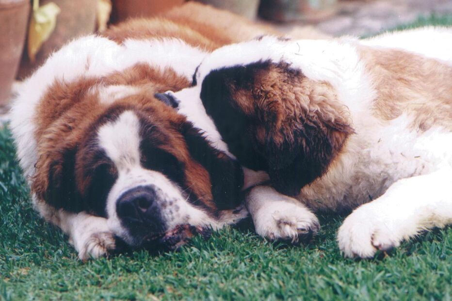 O candidato ideal terá de passear, alimentar e mimar os dois cães da casa, assumindo o controlo total do lar e dos animais sempre que os proprietários estiverem fora em viagem