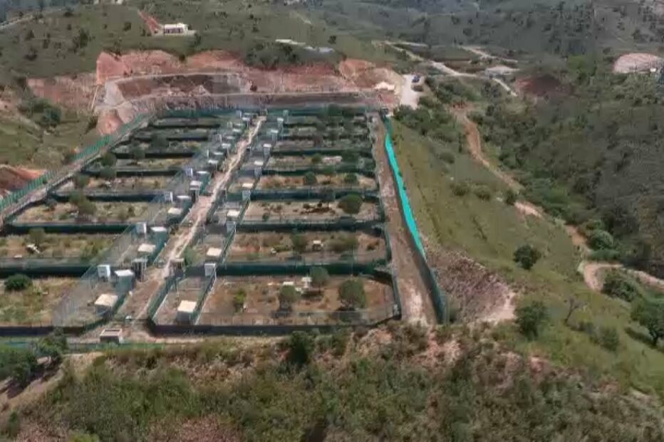 Especialistas internacionais destacam trabalho feito por equipa algarvia na preservação do lince-ibérico