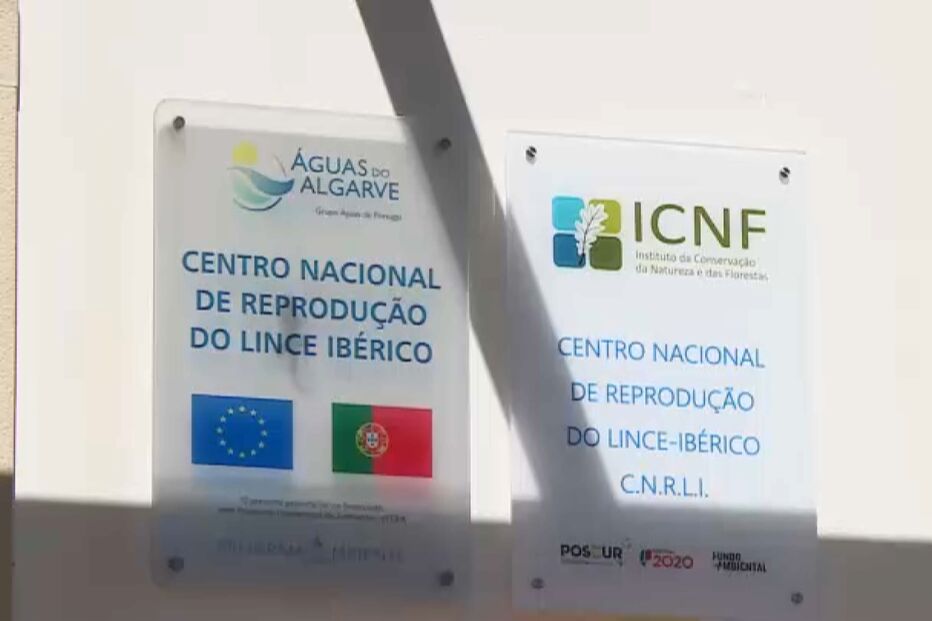 Continuidade do projeto para a recuperação do lince-ibérico é colocada em causa