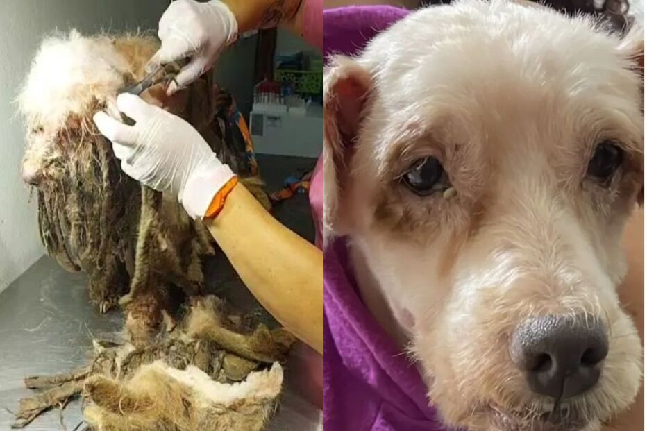 scooby-poodle-resgatado-3kg-quilos-de-pelo-raspado.jpg