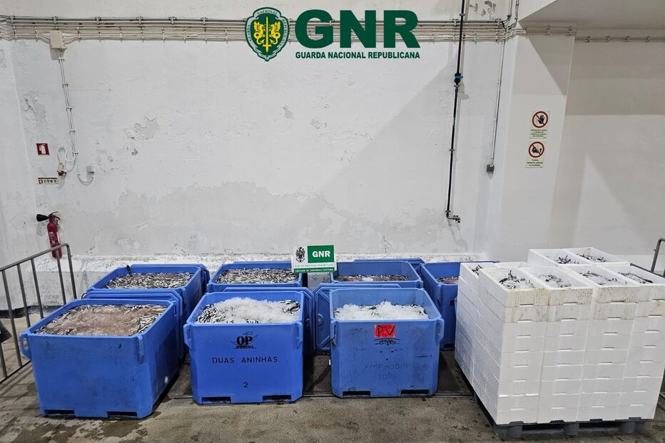 GNR UCCF  Aveiro – Apreendidas 2,8 toneladas de sardinha 2.jpg