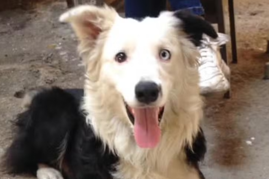 Tsunami, cão da Venezuela