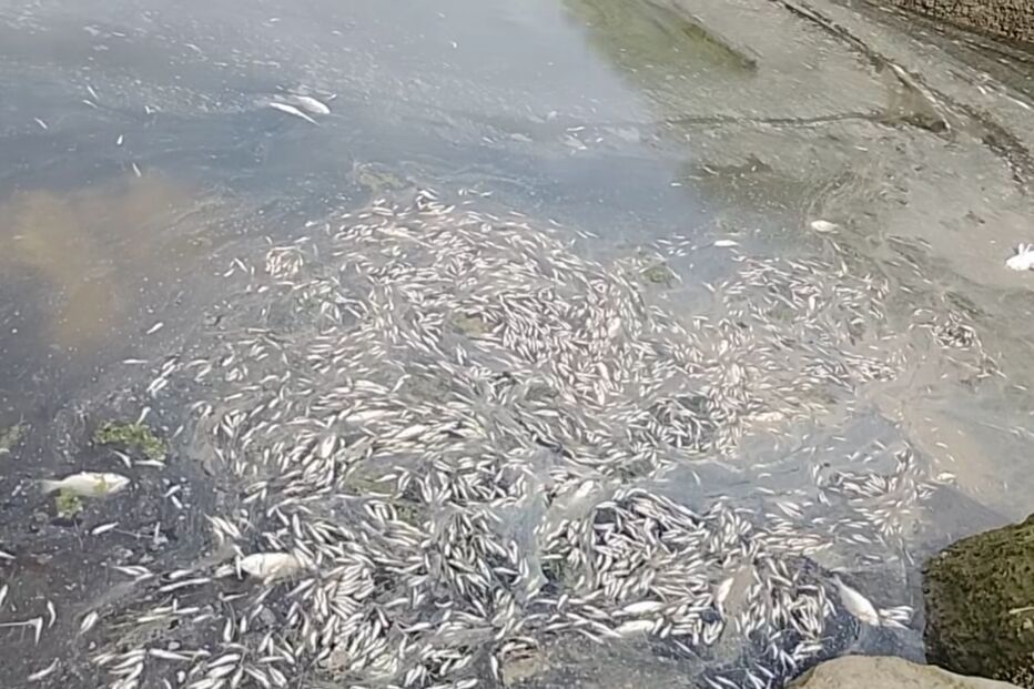 Milhares de peixes encontrados mortos na Ria Formosa