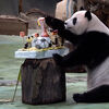 <![CDATA[ Panda celebra 13.º aniversário com bolo inspirado no Mundial de Futebol em Taiwan ]]>