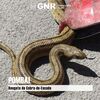 <![CDATA[ GNR resgata cobra de interior de terminal multibanco em Pombal ]]>