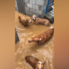 <![CDATA[ Dono de abrigo de animais enfrenta cheias para salvar cães e gatos da subida das águas ]]>