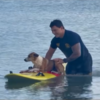 <![CDATA[ Cão é resgatado por bombeiro depois de nadar para longe da costa nos EUA ]]>