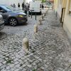 <![CDATA[ Homem encontrado morto em casa no Cacém. Fuga de gás obriga a evacuar prédio ]]>