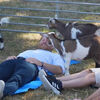 <![CDATA[ Príncipe Harry experimenta "yoga com cabras" ]]>