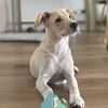 <![CDATA[ Famosos comovidos com caso de cão que quase foi afogado por criança e que agora vai ser entregue para adoção ]]>