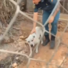 <![CDATA[ O momento em que cão é resgatado após casa ser totalmente consumida pelas chamas em Espanha ]]>