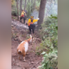 <![CDATA[ Goldie, a improvável ajudante de quatro patas que se juntou aos bombeiros no combate a um incêndio nos EUA ]]>