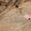 <![CDATA[ Arqueólogos descobrem sóis com 6 mil anos gravados em rocha em Alfândega da Fé ]]>