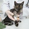 <![CDATA[ O seu cão ou gato pode salvar uma vida. OneBlood Science Care procura novos dadores de sangue para animais ]]>