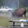 <![CDATA[ Homem fica gravemente ferido após ataque de bisonte de 900 quilos num parque natural nos EUA ]]>