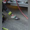 <![CDATA[ Pombo com dificuldades respiratórias recebe oxigénio após inalar fumo de incêndio nos EUA ]]>