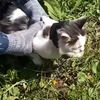 <![CDATA[ Gato usado para transportar droga apanhado junto a prisão na Rússia ]]>