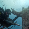 <![CDATA[ Estátua submersa do Cristo do Abismo recebe limpeza anual em Itália ]]>