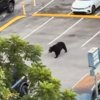 <![CDATA[ O momento em que urso persegue várias pessoas em parque de estacionamento do Tennessee ]]>