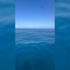 <![CDATA[ Avistado tubarão perto de embarcação ao largo da Nazaré ]]>