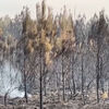 <![CDATA[ Incêndio florestal obriga à retirada de 20 mil pessoas em França ]]>
